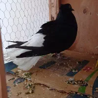 کبوتر رنگی ذاغ دم سفید ۱۷ دم و ۱۶ دم توضیحات بخون