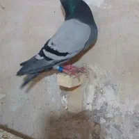 کفتر سبز پلاکی خوب|پرنده|شیراز, کفترک|دیوار