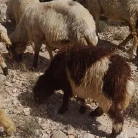 بره ماده تقریبا ۲۷ کیلو