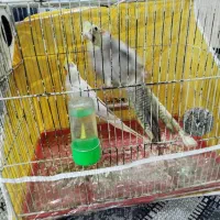 عروس هلندی مرغ عشق فنچ|پرنده|مشهد, همت آباد|دیوار