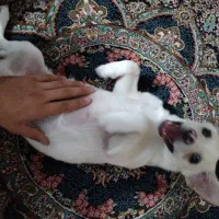 توله اشپیتز|سگ|کرمان, |دیوار