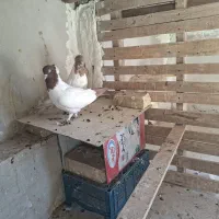 کفتر|پرنده|یزد, |دیوار