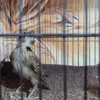 سهره خاکی|پرنده|محمدیه-قزوین, |دیوار