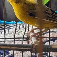 زرد قناری|پرنده|کرمانشاه, |دیوار