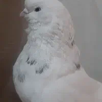 کبوتر