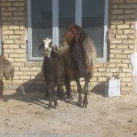 میش قوچ  بره