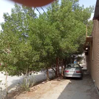 قسمت بالای 12درخت