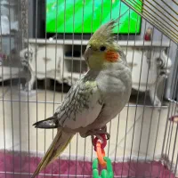 طوطی عروس هلندی