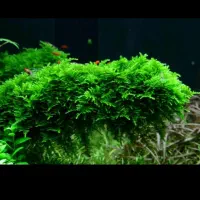 گیاه اکواریوم|ماهی|شیراز, شهرک سراج‎|دیوار