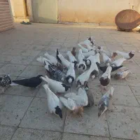 کفتر کبوتر|پرنده|سبزوار, توحیدشهر|دیوار