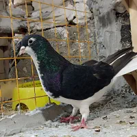 کفتر|پرنده|داراب, |دیوار