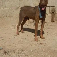 سگ دوبرمن بلوطی نگهبان جهرم