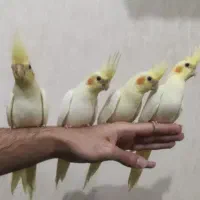 جوجه عروس هلندی تازه دونخور‌ نژاد سخنگو