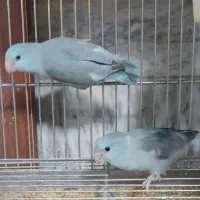 دو عدد طوطی پرتلت ماده نژاد پاید آبی