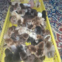 حمیدیه جوجه عرب