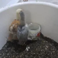 جوجه مرغ و خروس|حیوانات مزرعه|تهران, سهروردی|دیوار