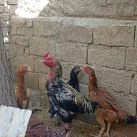 مرغ و خروس و جوجه لاری