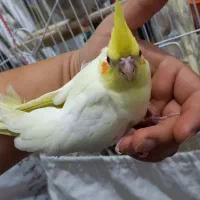 عروس هلندی طوطی گرینچیک سخنگو پرنده