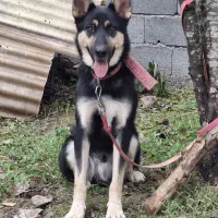 واگذاری رایگان