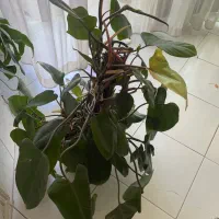طبیعت زیبا|گل و گیاه طبیعی|مشهد, دانشجو|دیوار