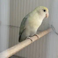 کوتوله برزیلی گم شده