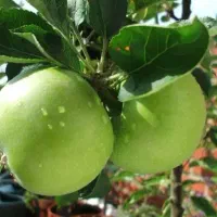 فروش نهال سیب گرانی اسمیت (سیب سبز)|خدمات باغبانی و درختکاری|اشنویه, |دیوار