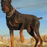 سگ دوبرمن نر نگهبان