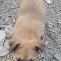 توله مالینویز نر|سگ|طرقبه, |دیوار