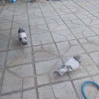 سوسنی ترکیه ای|پرنده|شیراز, داریون|دیوار