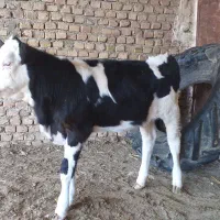 گاو گوساله|حیوانات مزرعه|تایباد, |دیوار