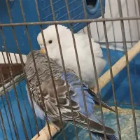 مرغ عشق انگلیسی