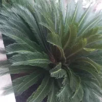 سیکاس ۱۲ ساله|گل و گیاه طبیعی|ایزدشهر, |دیوار