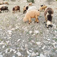 فروش میش شیرازی