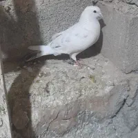 کبوتر