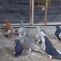 کبوتر رنگی|پرنده|شیراز, سلطان آباد|دیوار
