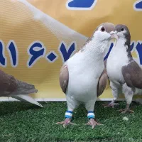 کفترهوای|پرنده|مه ولات, |دیوار