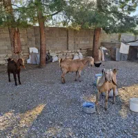 فروش ۶عدد بز اصیل شیری سه قلوزا