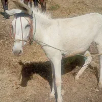 خر سه‌سال