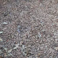 بلوط کیلو۹ تومان