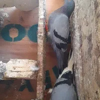 کبوتر ساعتی|پرنده|نکا, |دیوار