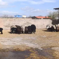 فروش تعداد ۳۰ عدد میش و بره سرحال شکم اول و دوم