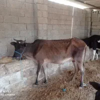 گاو وگوساله|حیوانات مزرعه|برازجان, |دیوار