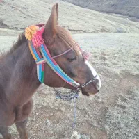 یک عد ماین با ماده|اسب و تجهیزات اسب‌سواری|سقز, |دیوار