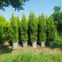 کاج لاوسون سرطلایی|خدمات باغبانی و درختکاری|عباس‌آباد, |دیوار