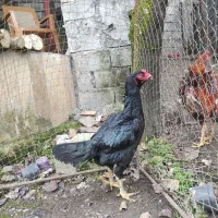 مرغ لاری افغان اصیل