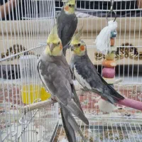 عروس هلندی نر