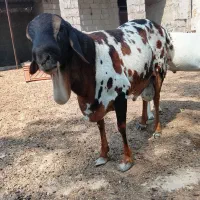 بره غوچ سرنگ برشن اصل همه چی تمام