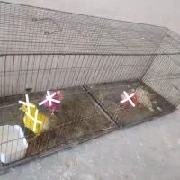 قفس