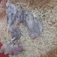 جوجه عروس هلندی سرلاکی