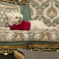 سگ شیتزو|سگ|رباط‌کریم, رباط‌کریم|دیوار